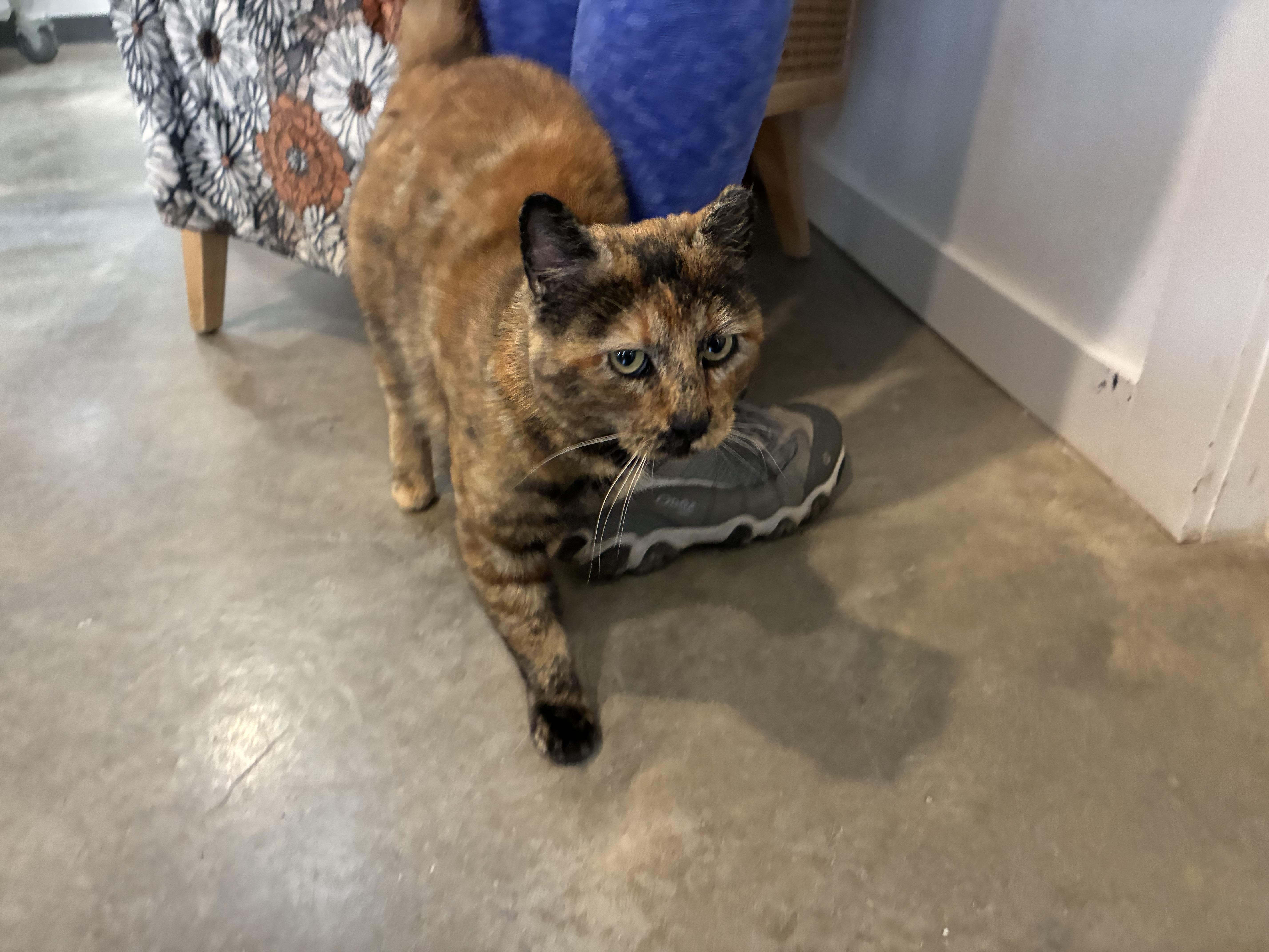 Enlarge Lorraine, a ADOPTABLE mixed breed in Bonners Ferry, ID image 3/3