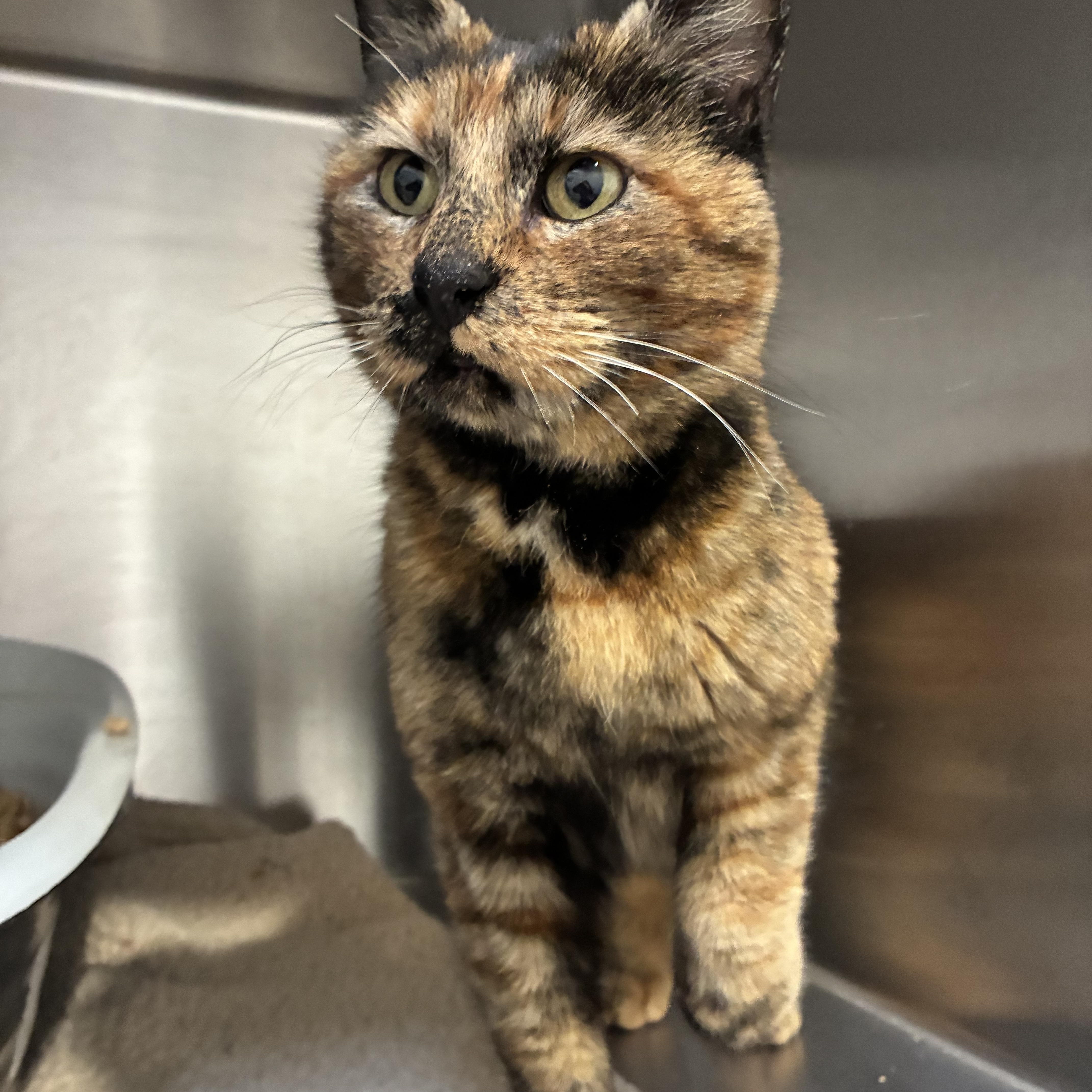 Enlarge Lorraine, a ADOPTABLE mixed breed in Bonners Ferry, ID image 1/3