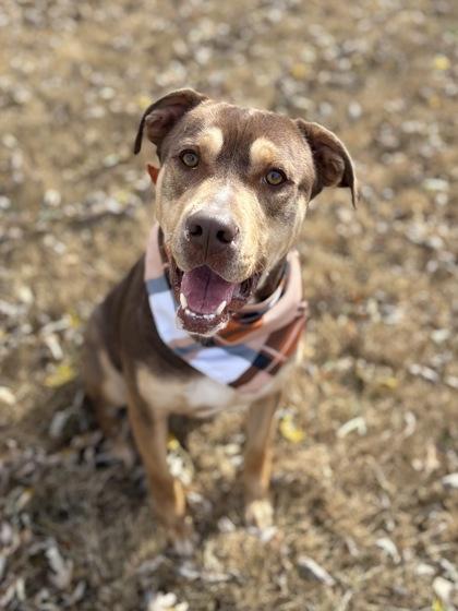 Enlarge Diesel, a Adoptable mixed breed in Bartlesville, OK image 1/3