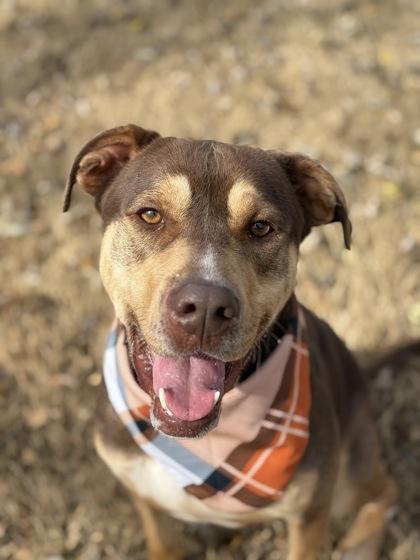 Enlarge Diesel, a Adoptable mixed breed in Bartlesville, OK image 2/3