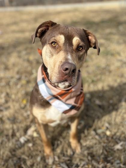 Enlarge Diesel, a Adoptable mixed breed in Bartlesville, OK image 3/3