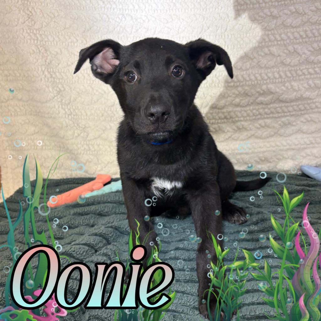 Enlarge Oonie, a Adoptable mixed breed in Hillsboro, OH image 1/3