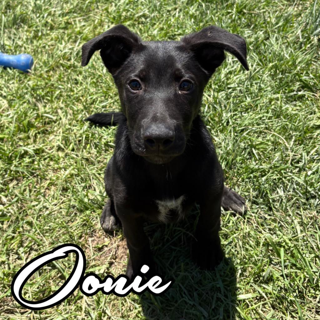 Oonie, a Adoptable mixed breed in Hillsboro, OH image 2/4