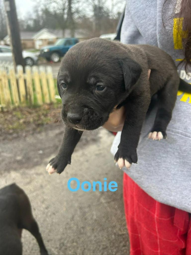 Oonie, Adoptable, Puppy Male Mixed Breed.