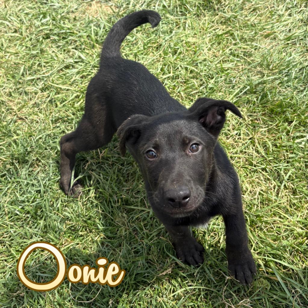 Oonie, a Adoptable mixed breed in Hillsboro, OH image 3/4