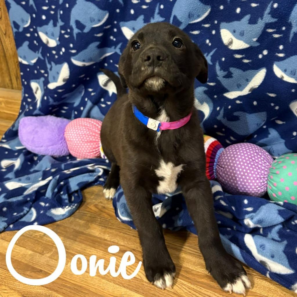 Enlarge Oonie, a Adoptable mixed breed in Hillsboro, OH image 2/2