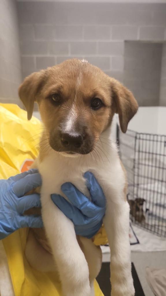 Enlarge Branch, a Adoptable mixed breed in Phoenix, AZ image 1/2