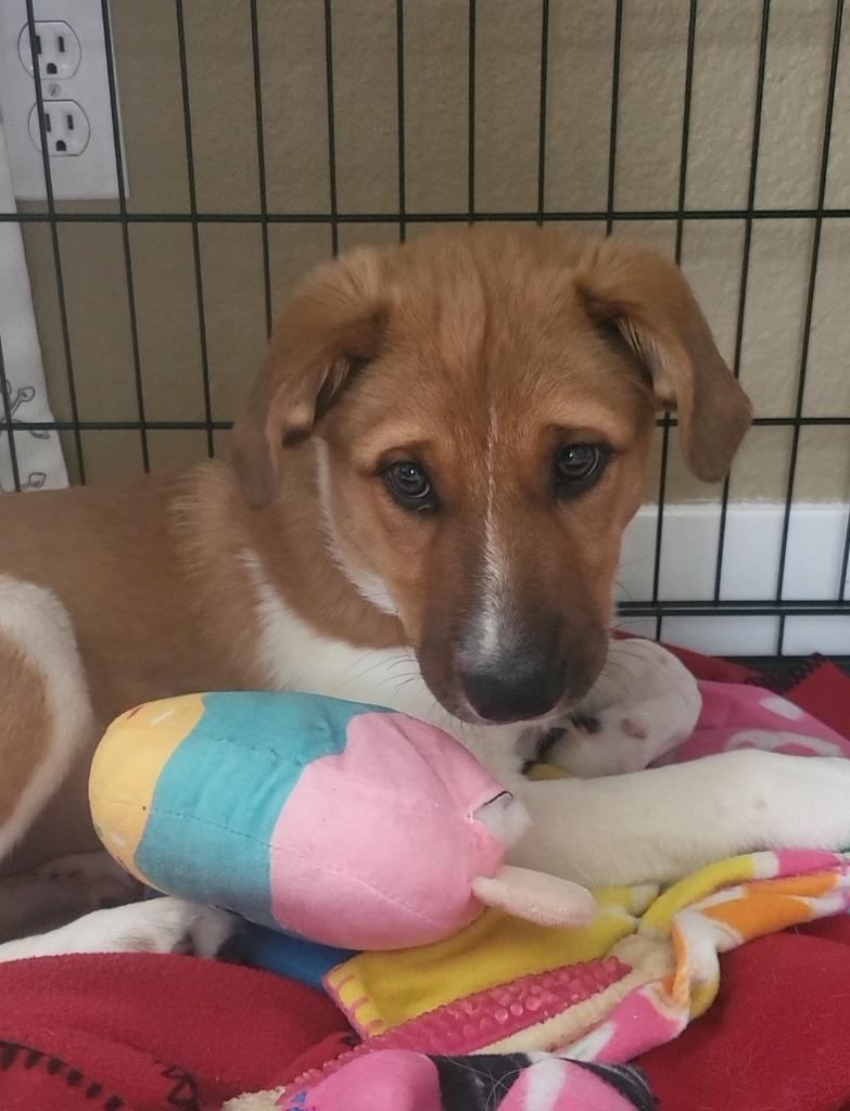 Enlarge Branch, a Adoptable mixed breed in Phoenix, AZ image 2/2