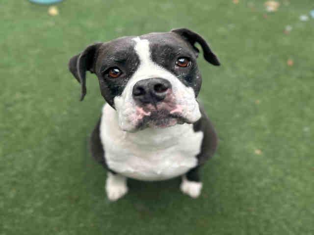 Enlarge SWEET PEA, a Adoptable mixed breed in Bonita, CA image 1/1