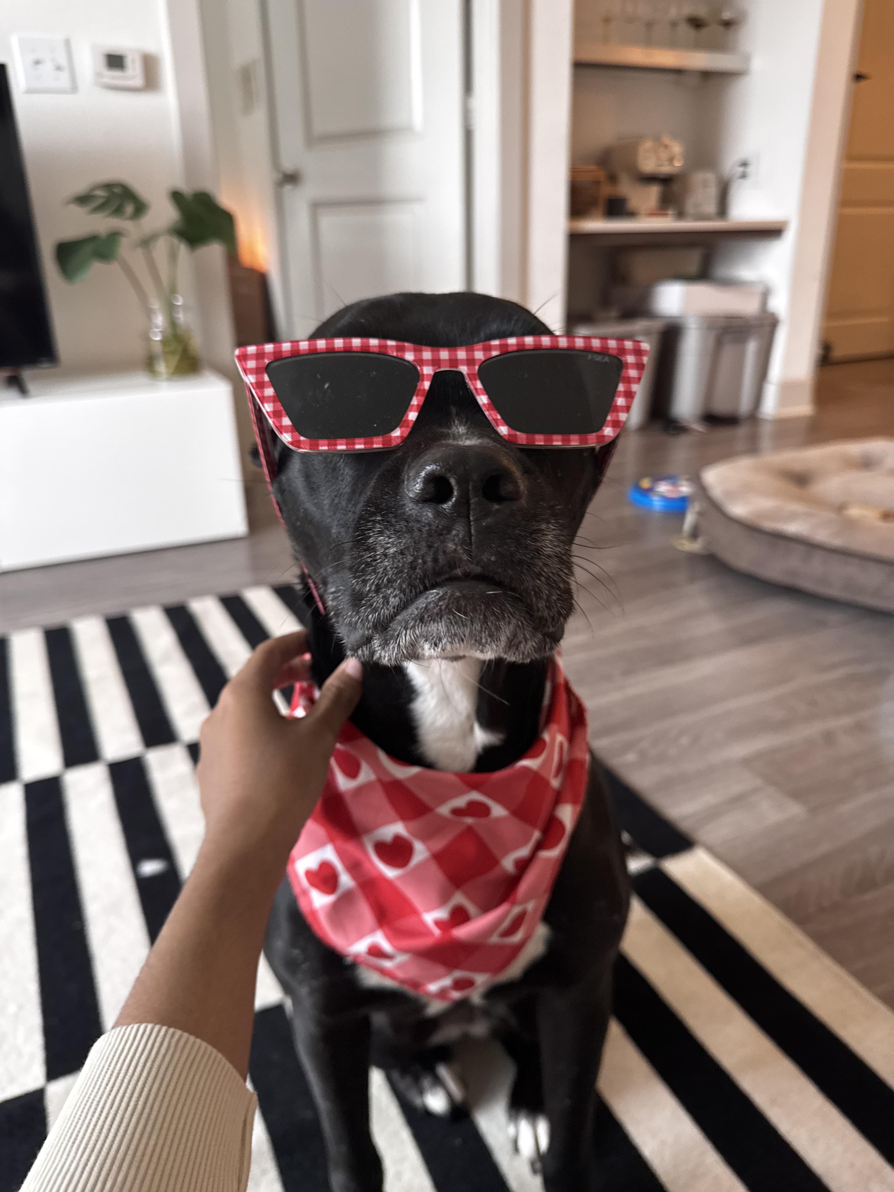 Leah, Adoptable, Adult Female Boxer.