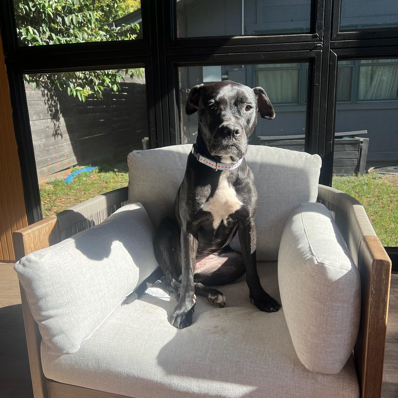 Leah, a Adoptable Boxer in Austin, TX image 4/5