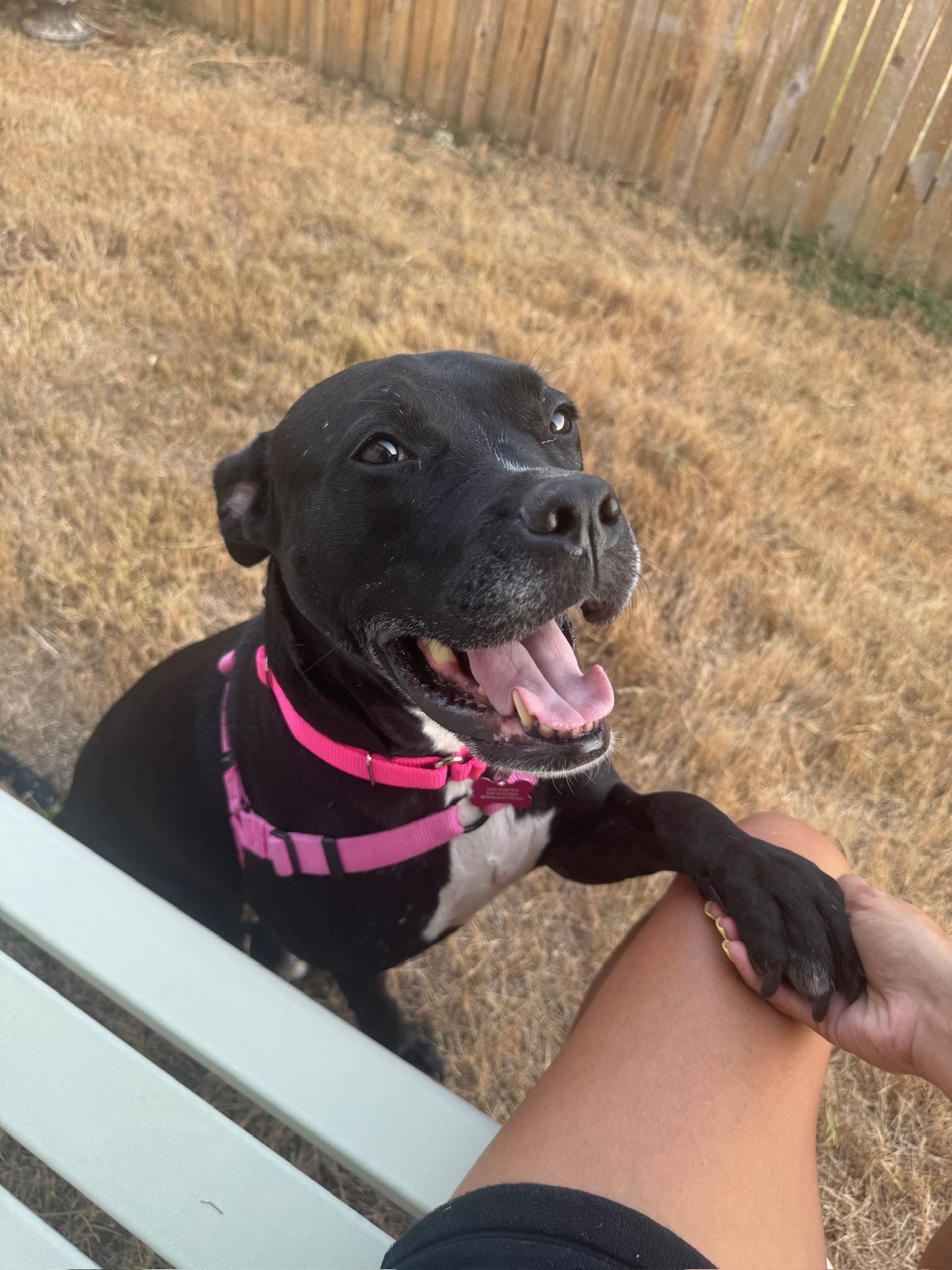 Leah, Adoptable, Adult Female Boxer.