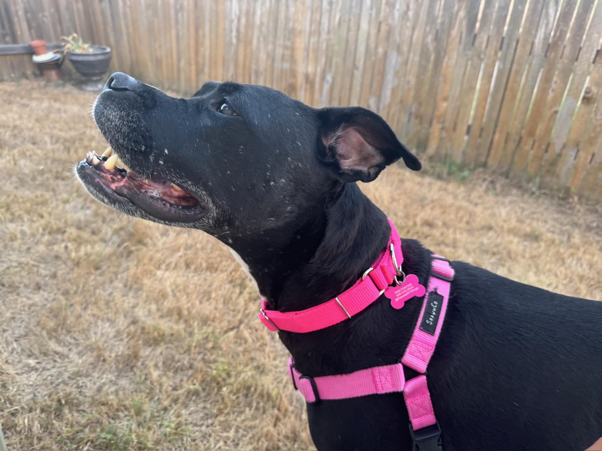 Leah, a Adoptable Boxer in Austin, TX image 2/5