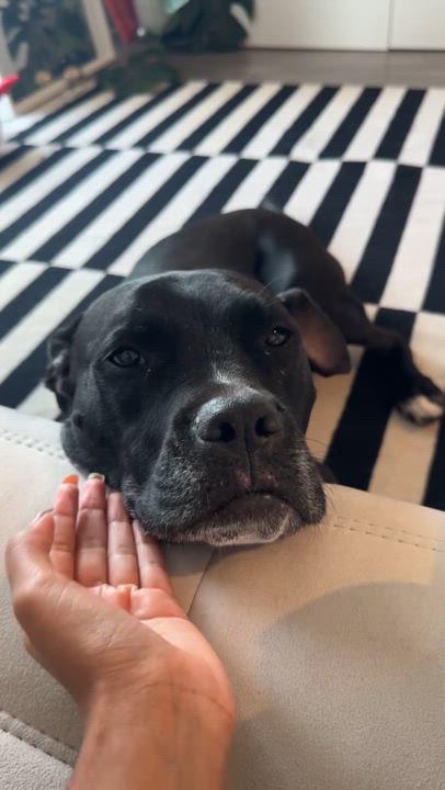 Enlarge Leah, a Adoptable Boxer in Austin, TX video 5/5