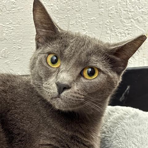Enlarge Molly, a Adoptable Domestic Short Hair in Pleasant Hill, CA image 1/5