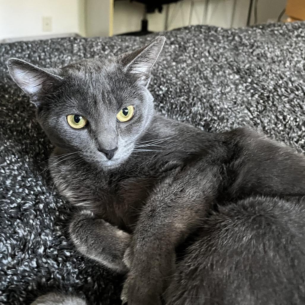 Enlarge Molly, a Adoptable Domestic Short Hair in Pleasant Hill, CA image 1/3