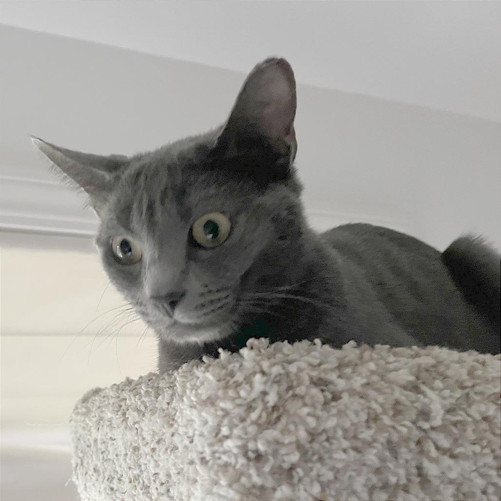 Enlarge Molly, a Adoptable Domestic Short Hair in Pleasant Hill, CA image 2/3