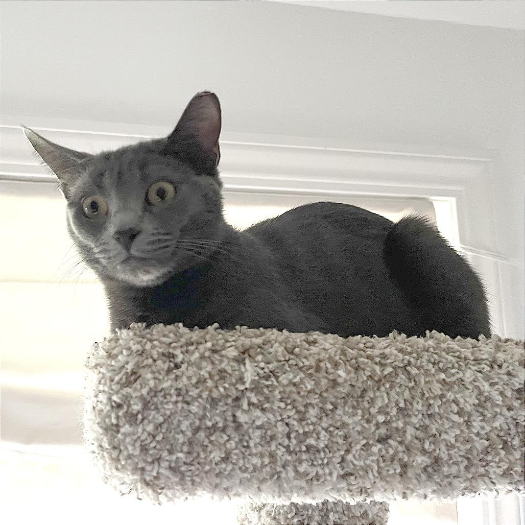 Enlarge Molly, a Adoptable Domestic Short Hair in Pleasant Hill, CA image 3/3