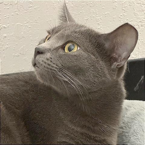 Enlarge Molly, a Adoptable Domestic Short Hair in Pleasant Hill, CA image 5/5