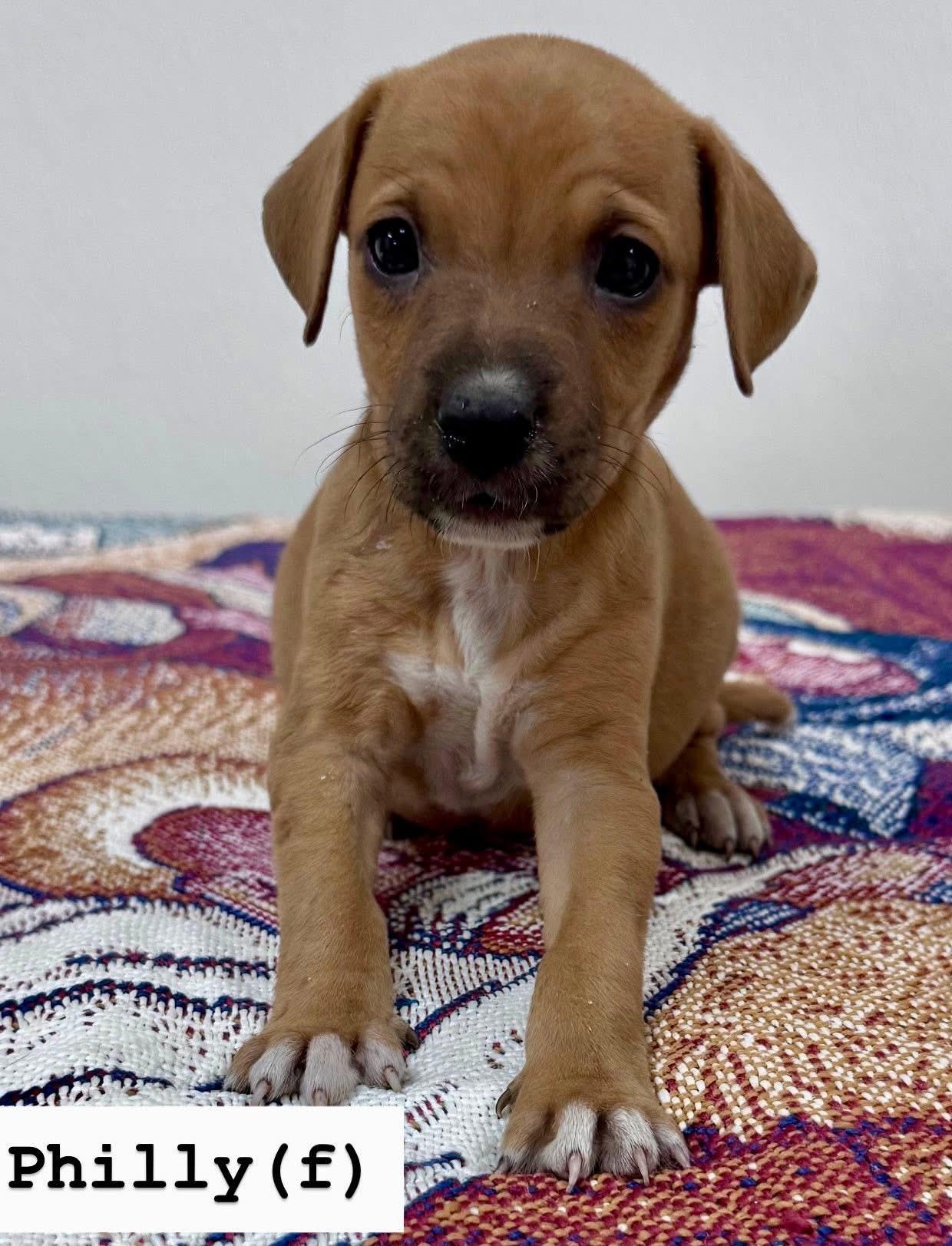 Enlarge Philly , a ADOPTABLE mixed breed in South Amboy, NJ image 1/4