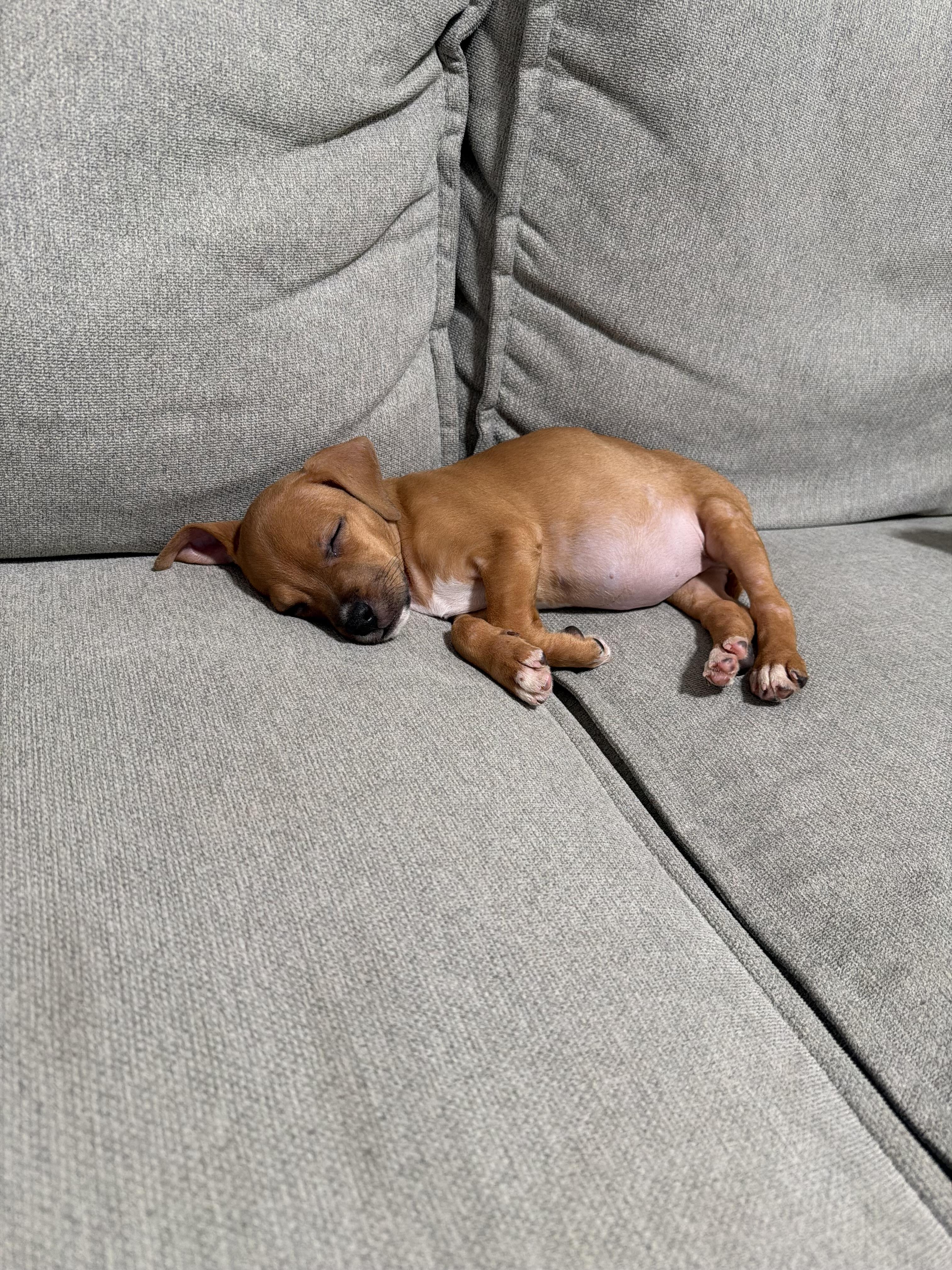 Enlarge Philly , a ADOPTABLE mixed breed in South Amboy, NJ image 2/4