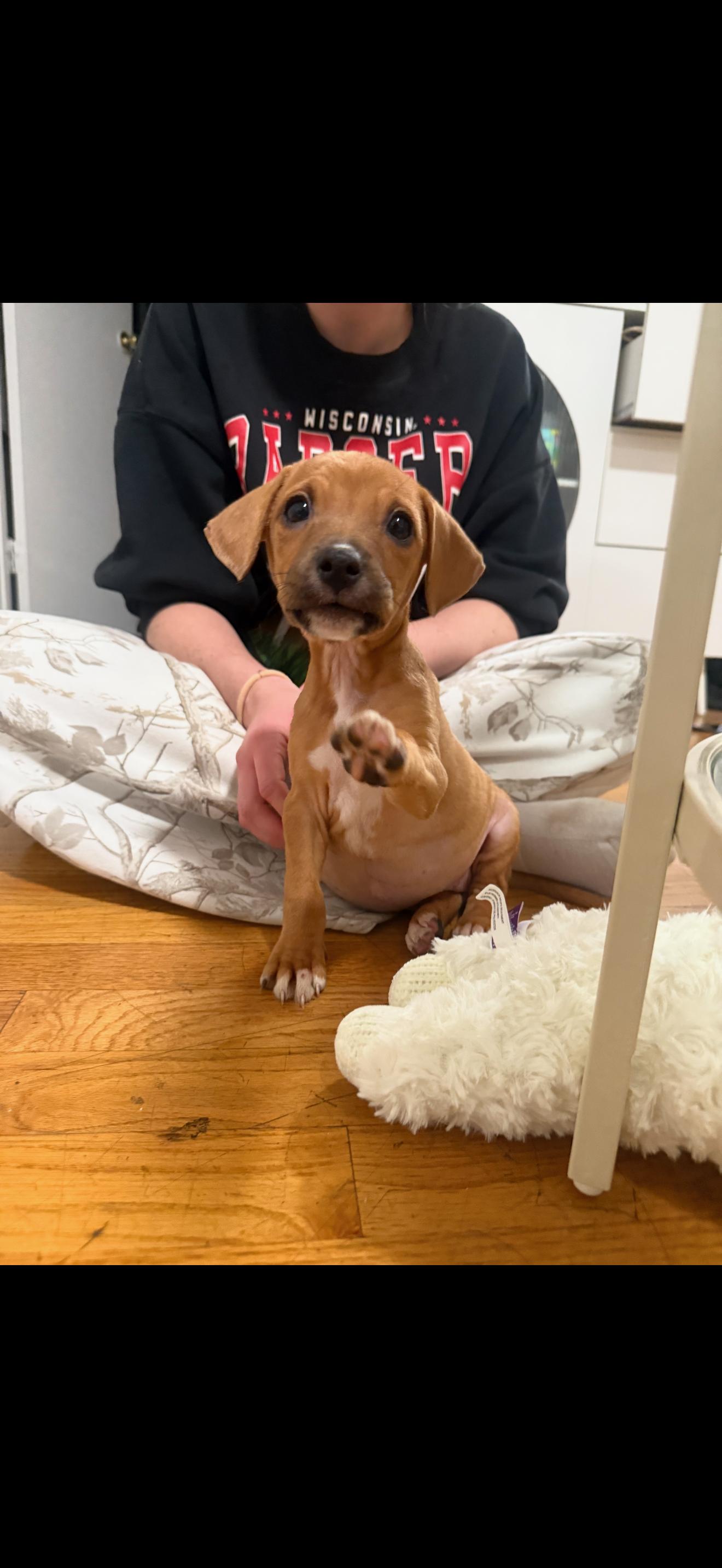 Enlarge Philly , a ADOPTABLE mixed breed in South Amboy, NJ image 3/4