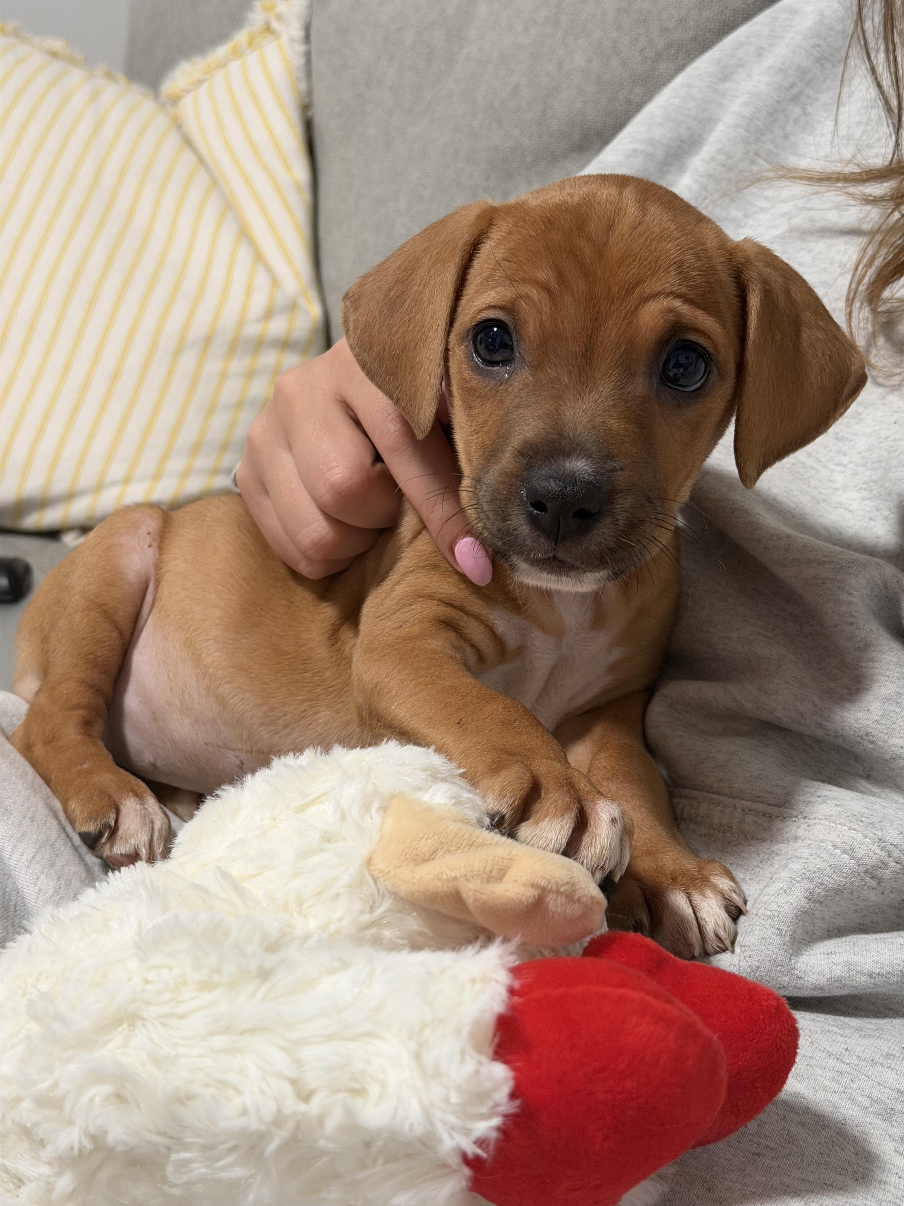 Enlarge Philly , a ADOPTABLE mixed breed in South Amboy, NJ image 4/4