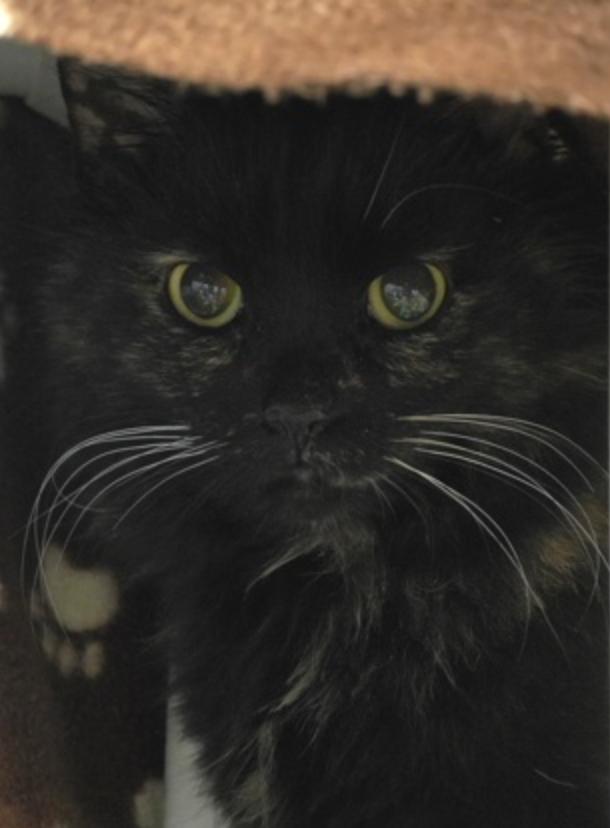 Marceline, ADOPTABLE, Adult Female Domestic Medium Hair.