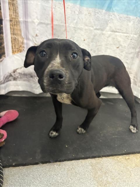 Enlarge A210629, a Adoptable mixed breed in Olivehurst, CA image 1/1