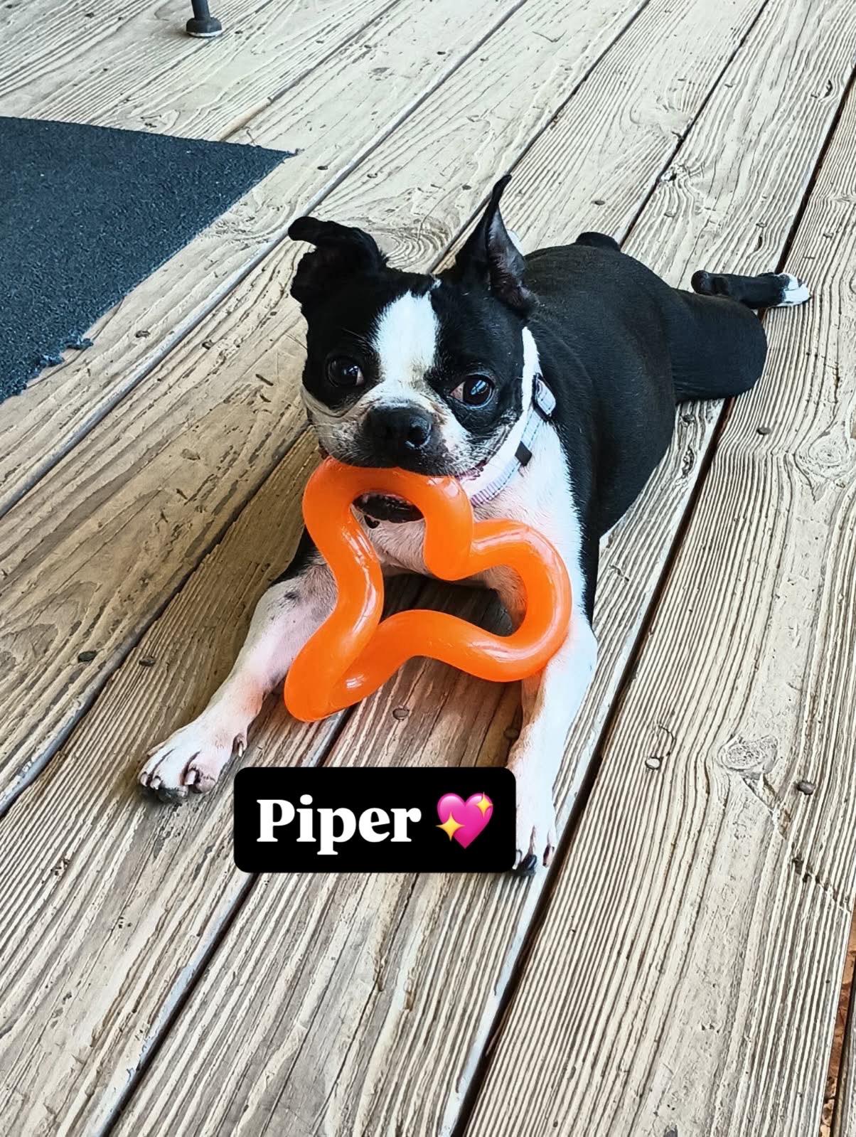 Enlarge Piper, a Adoptable Boston Terrier in Van Vleck, TX image 1/6