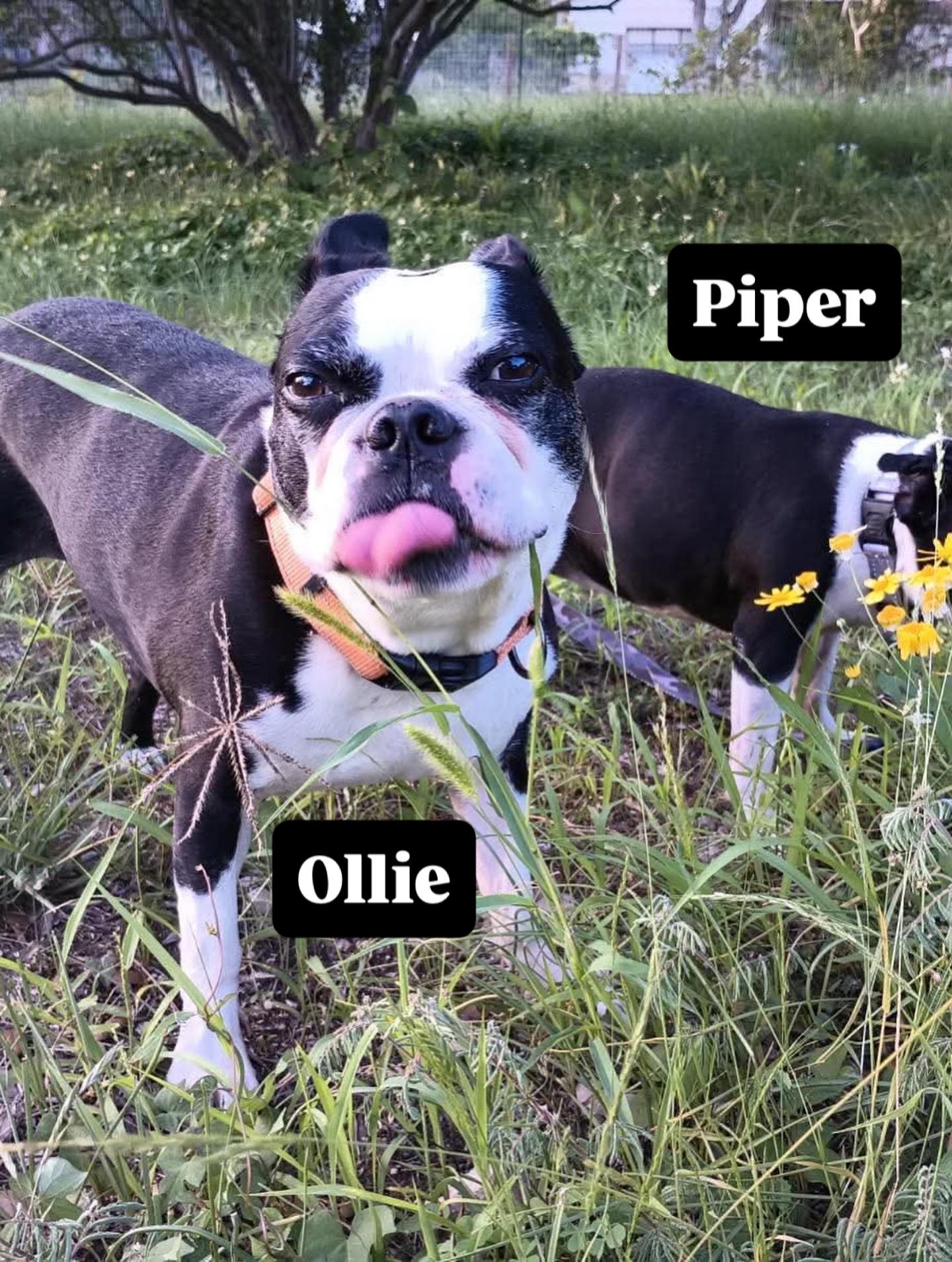 Enlarge Piper, a Adoptable Boston Terrier in Van Vleck, TX image 2/6