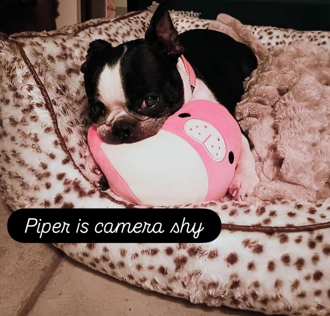 Enlarge Piper, a Adoptable Boston Terrier in Van Vleck, TX image 4/6