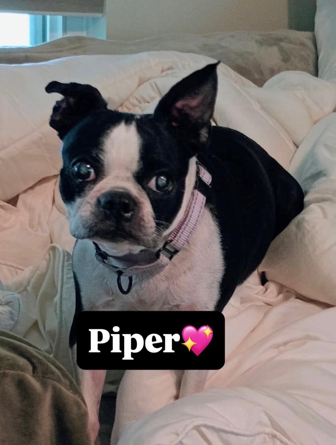Enlarge Piper, a Adoptable Boston Terrier in Van Vleck, TX image 6/6