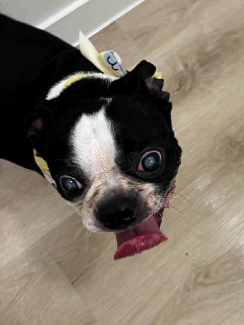 Enlarge Piper, a Adoptable Boston Terrier in Van Vleck, TX image 1/1