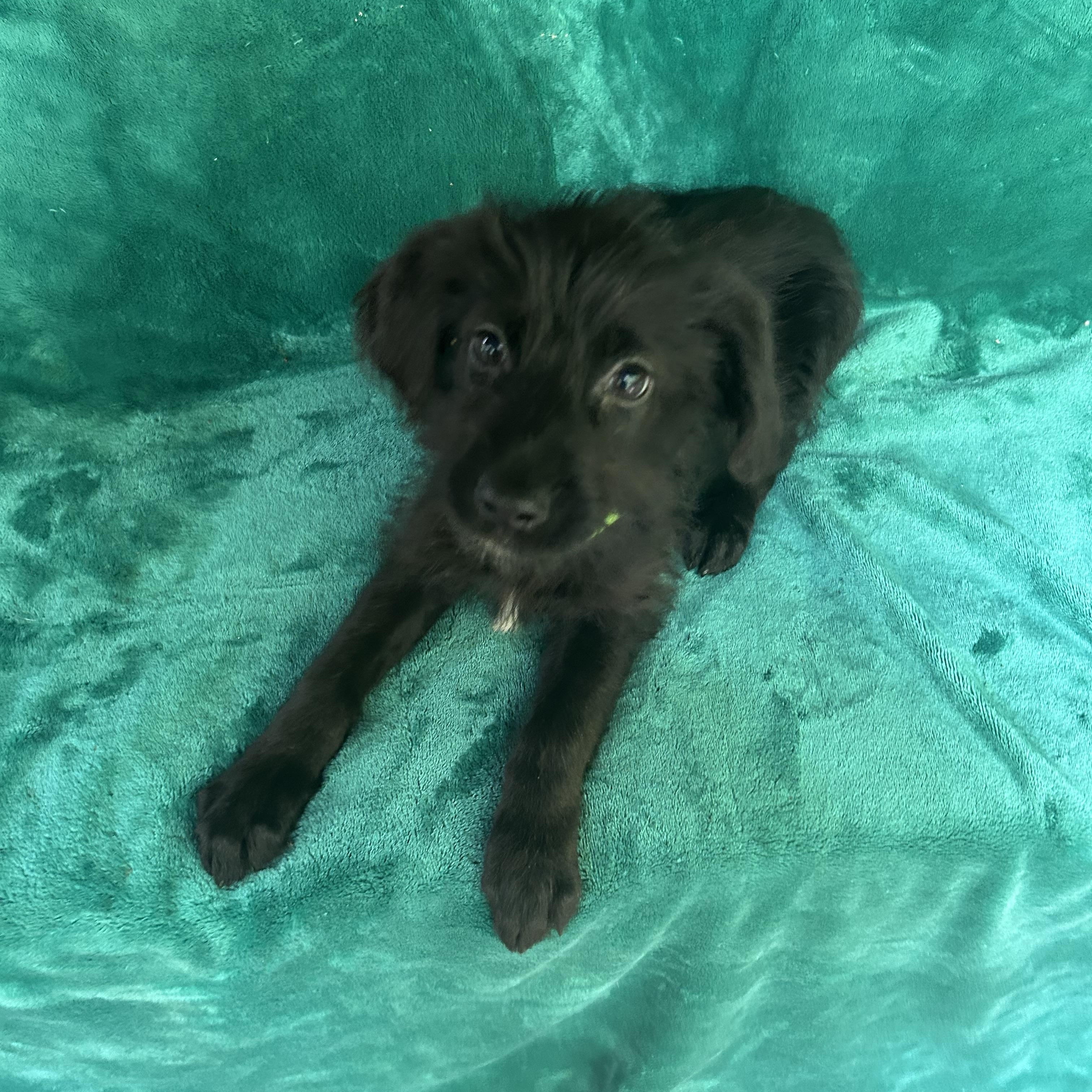 Rex, adopted, Puppy Male Goldendoodle & German Shepherd Dog.