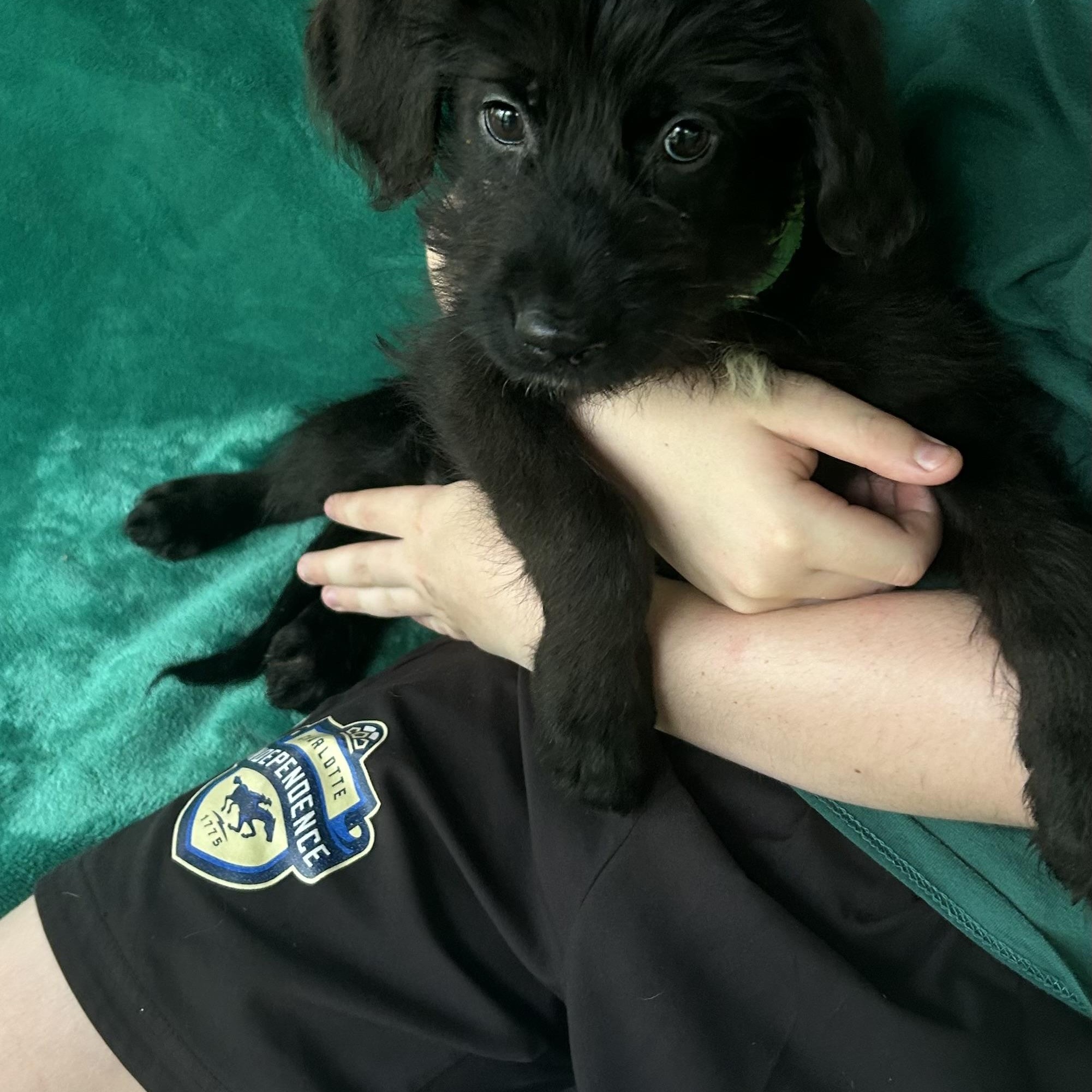 Rex, an adopted mixed breed in Kannapolis, NC image 2/4