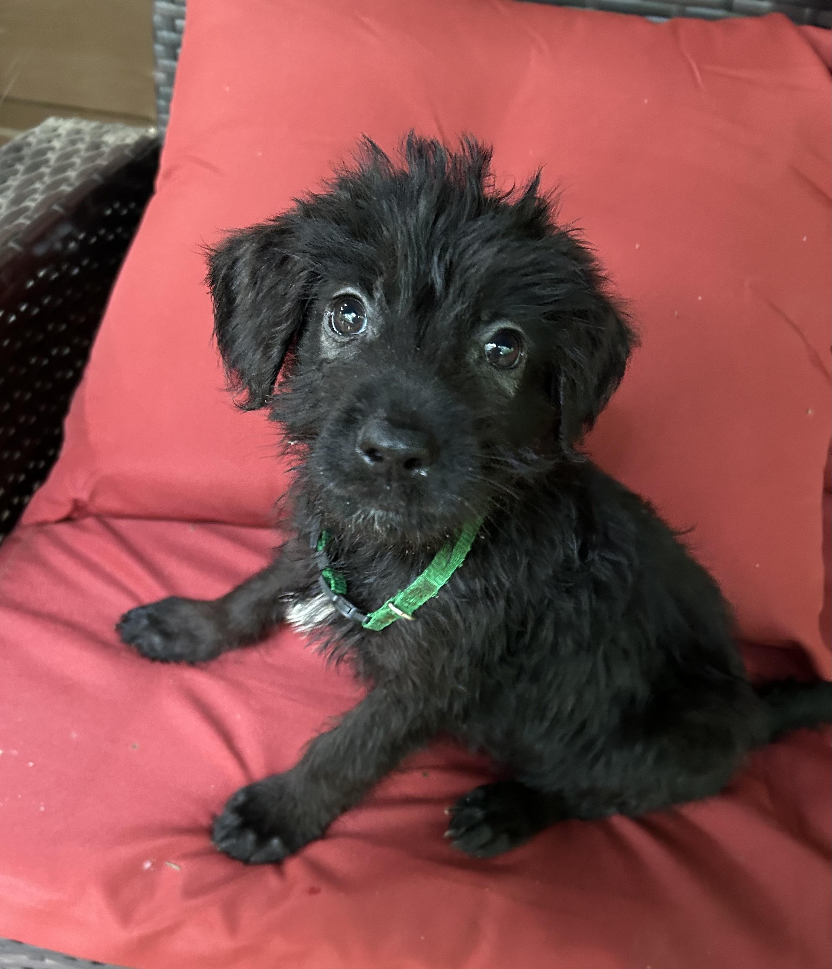 Rex, an adopted mixed breed in Kannapolis, NC image 4/4