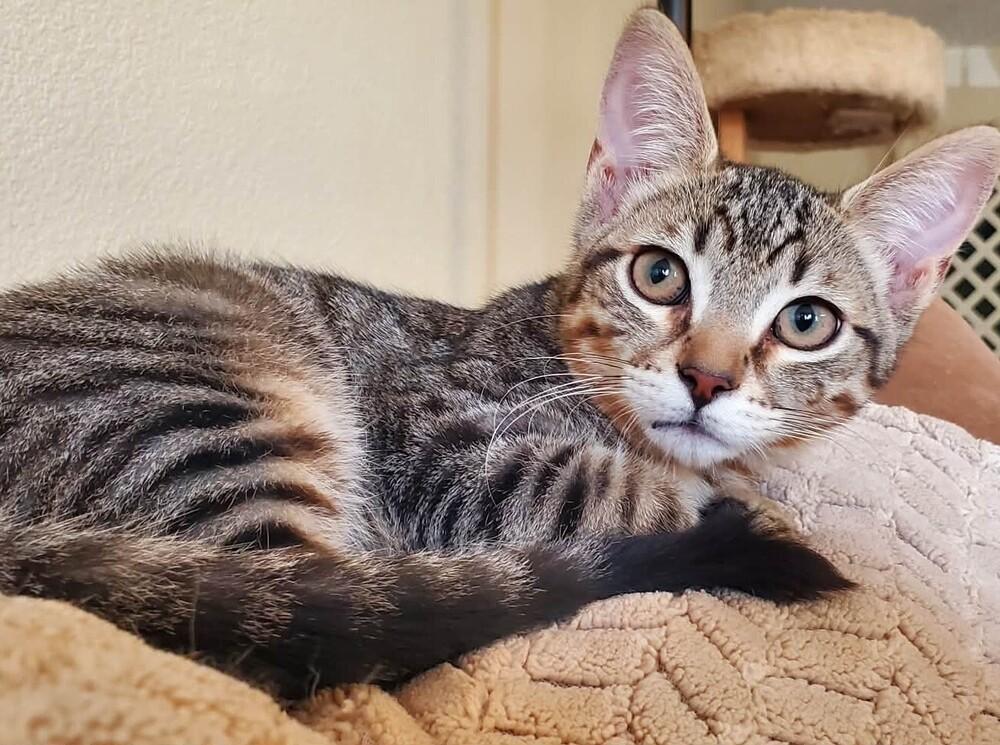 Enlarge Troybee, a Adoptable Domestic Short Hair in Salinas, CA image 2/2