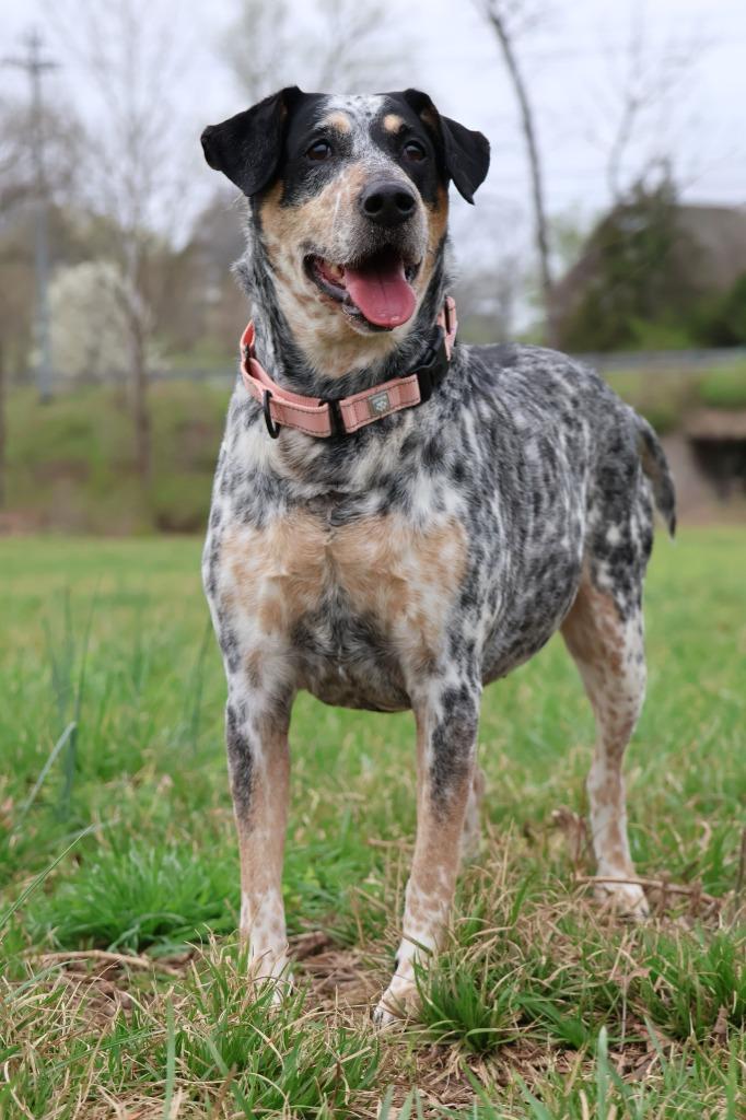 Stella, Adoptable, Adult Female Mixed Breed.