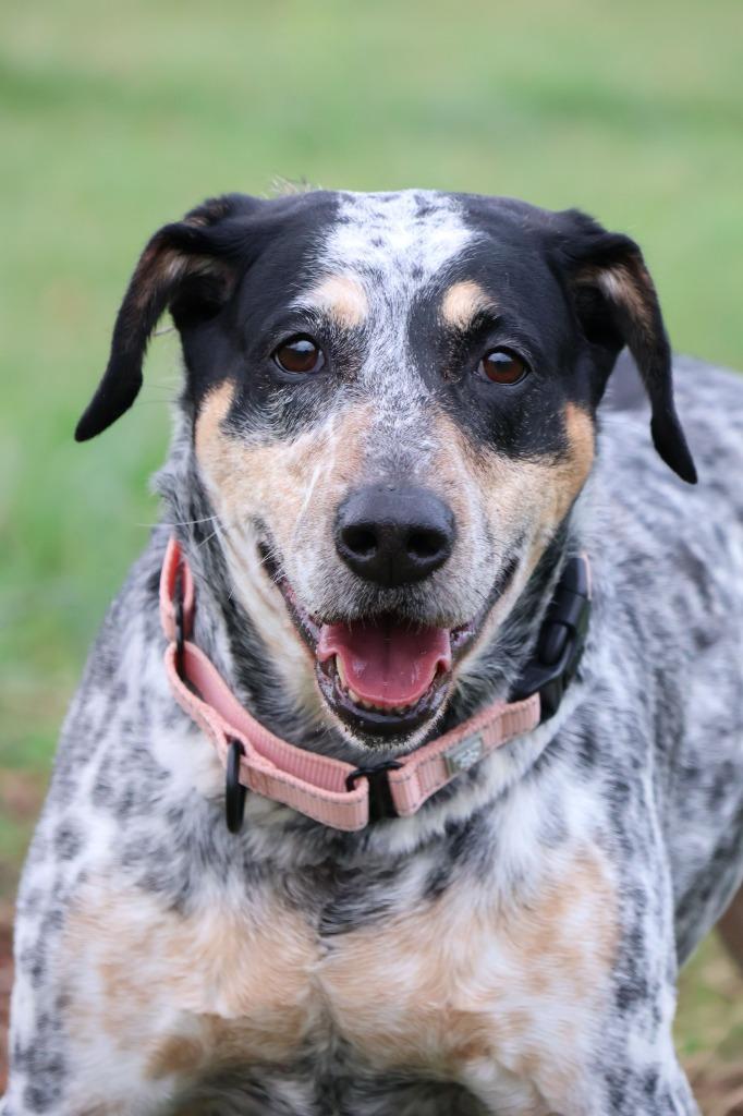 Enlarge Stella, a Adoptable mixed breed in Columbia, TN image 2/5