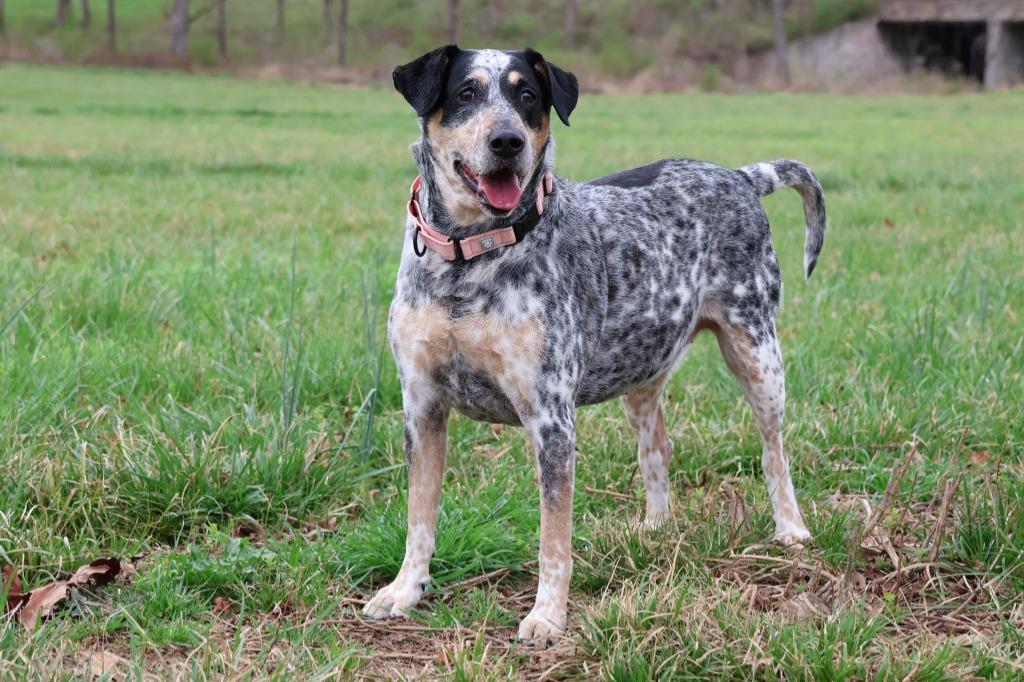 Enlarge Stella, a Adoptable mixed breed in Columbia, TN image 3/5