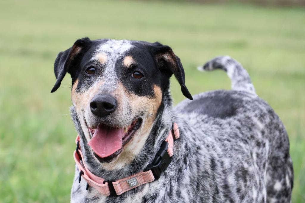 Enlarge Stella, a Adoptable mixed breed in Columbia, TN image 4/5