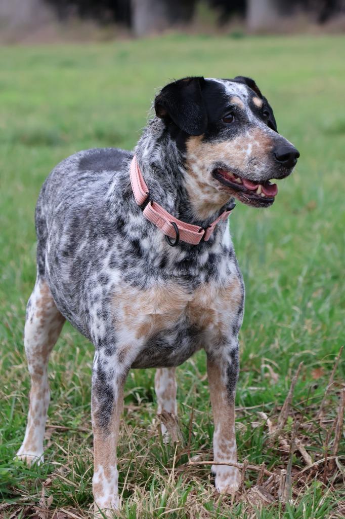 Enlarge Stella, a Adoptable mixed breed in Columbia, TN image 5/5
