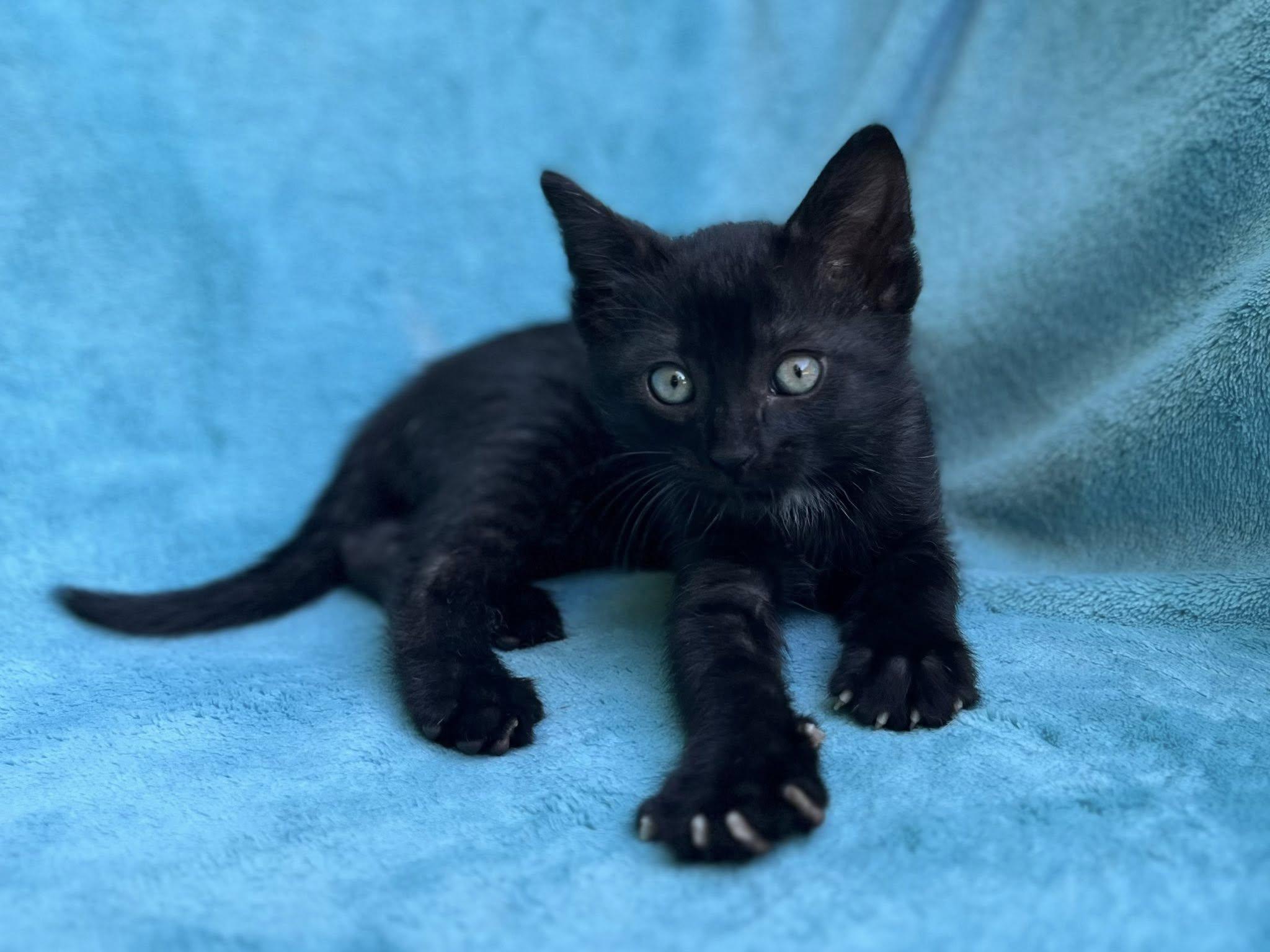 Bean, Baby Male Domestic Short Hair