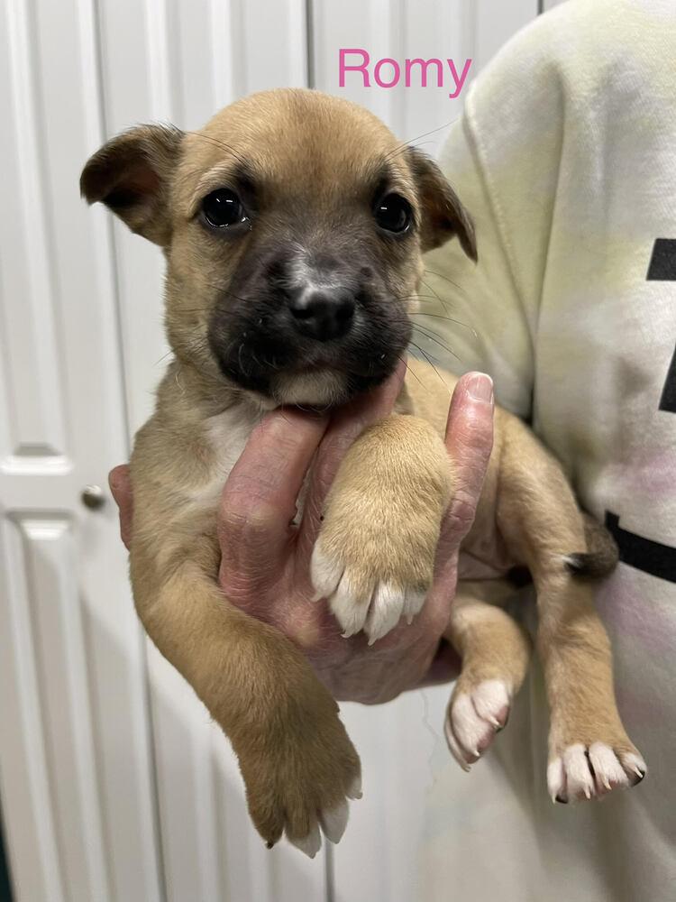 Enlarge Romy (Belly), a Adopted mixed breed in Chattanooga, TN image 1/1