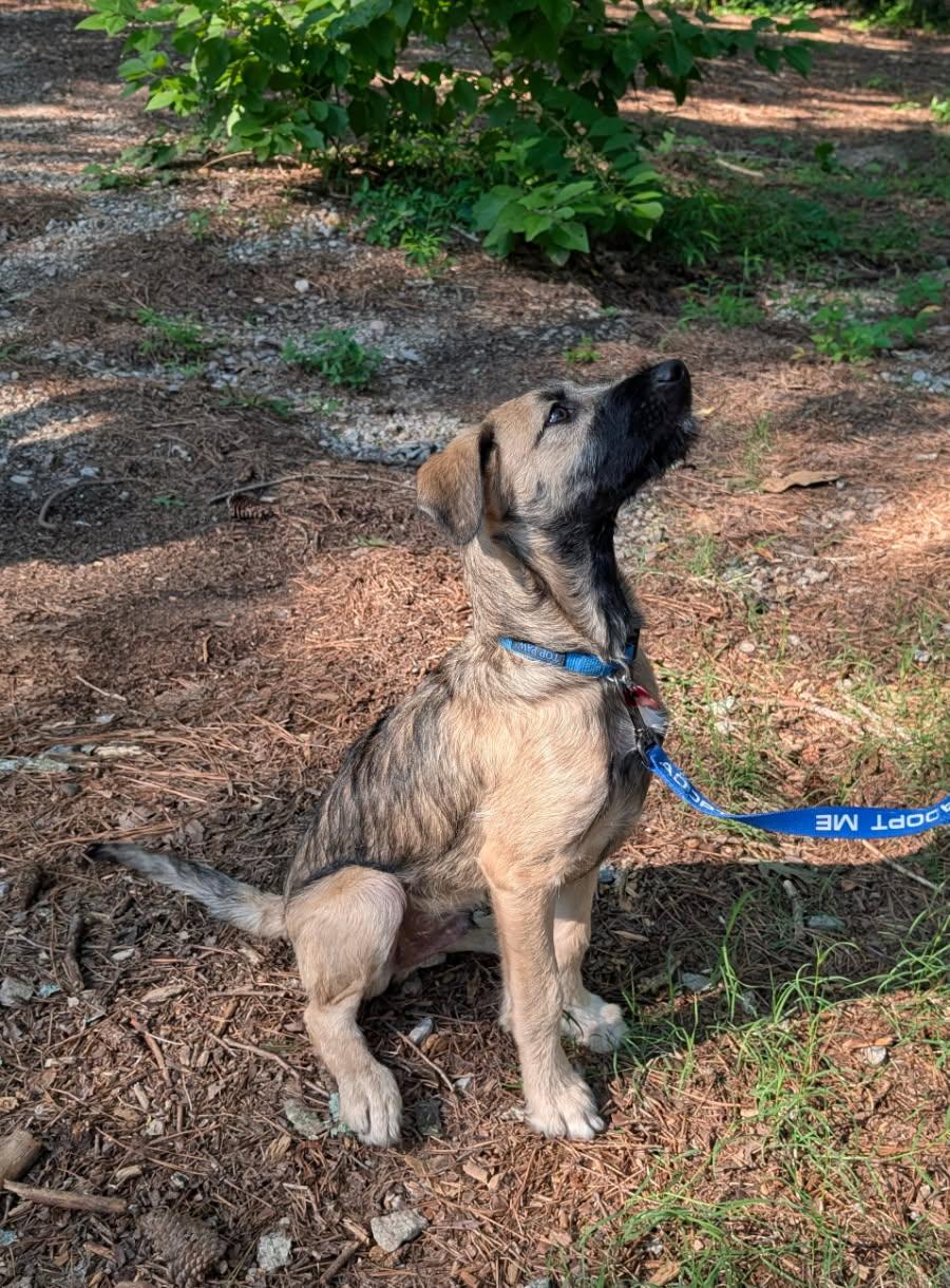 Enlarge Skittles - AVAILABLE TO FOSTER OR ADOPT, a ADOPTABLE mixed breed in Clayton, NC image 3/3