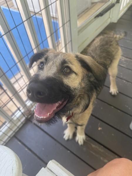 Enlarge Skittles - IN FOSTER HOME - AVAILABLE TO ADOPT, a Adopted mixed breed in Clayton, NC image 4/6