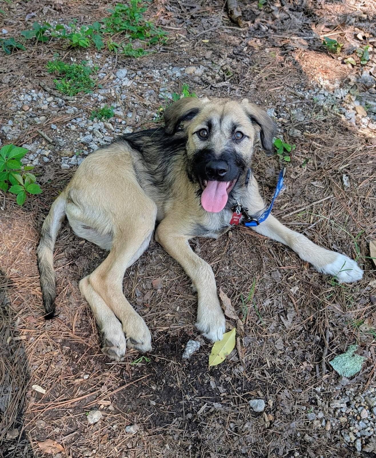 Enlarge Skittles - AVAILABLE TO FOSTER OR ADOPT, a ADOPTABLE mixed breed in Clayton, NC image 2/3