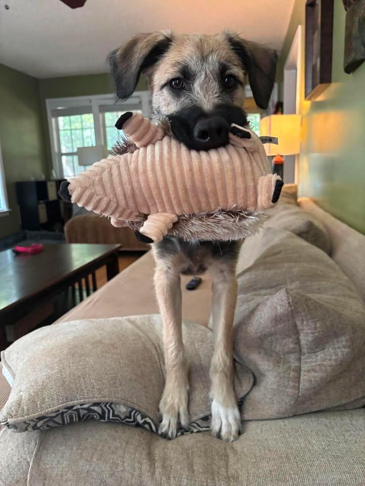 Enlarge Skittles - IN FOSTER HOME - AVAILABLE TO ADOPT, a Adopted mixed breed in Clayton, NC image 2/6