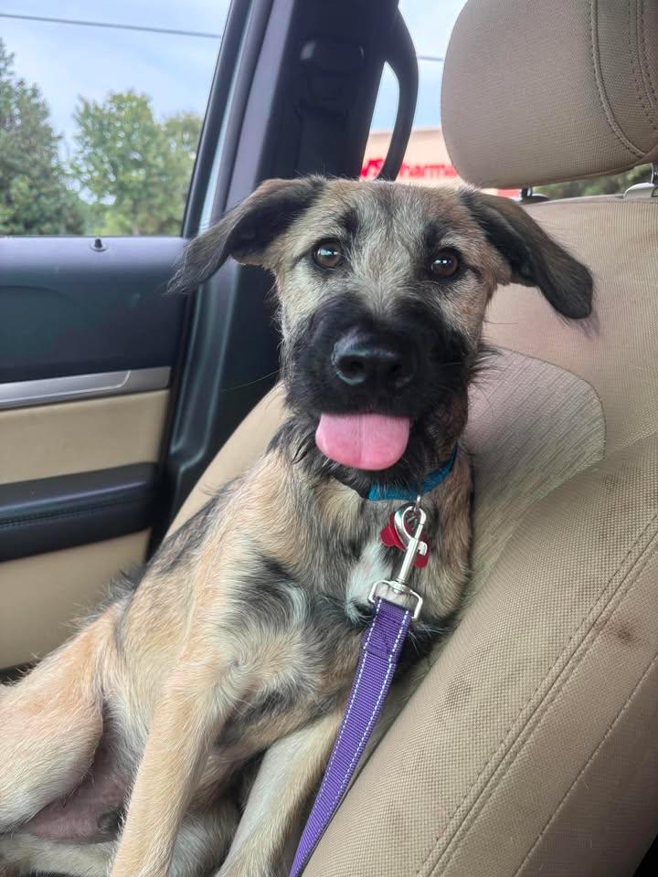 Skittles - IN FOSTER HOME - AVAILABLE TO ADOPT, ADOPTABLE, Puppy Male Terrier.